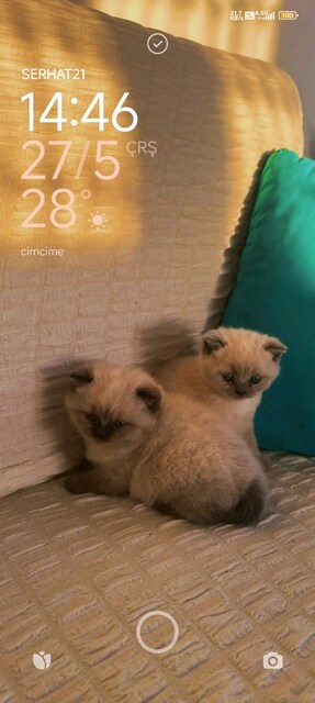 blue point kedi