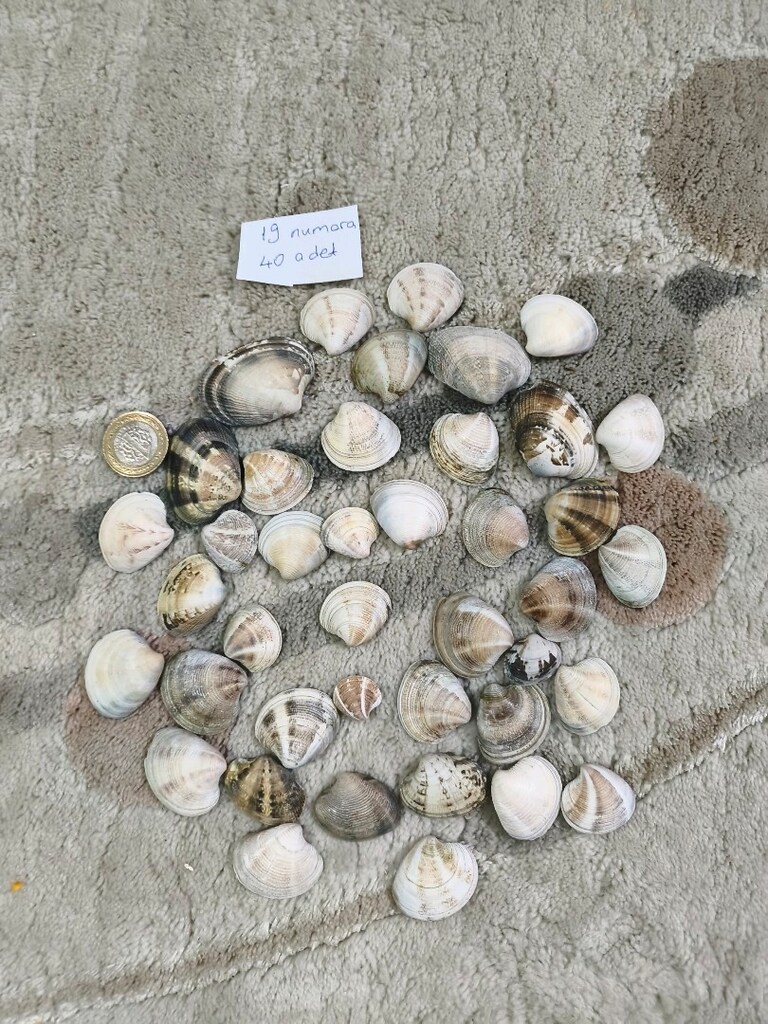 doğal Deniz kabukları - 20