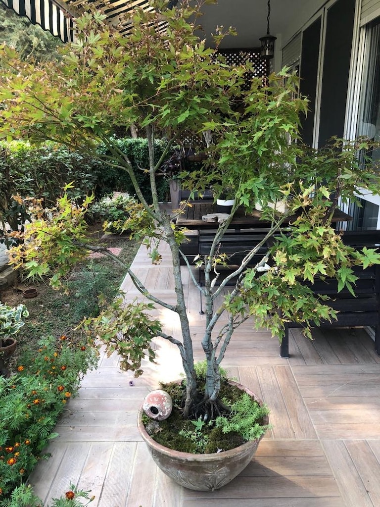 Toprak Saksıda Akçaağaç Bonsai - 4