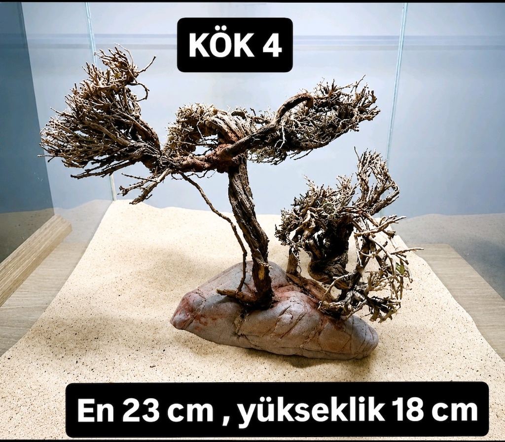 Moss ağaç çeşitleri - 7