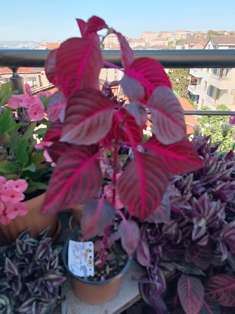 çingene şalvari çiçeği iki köklü - 4