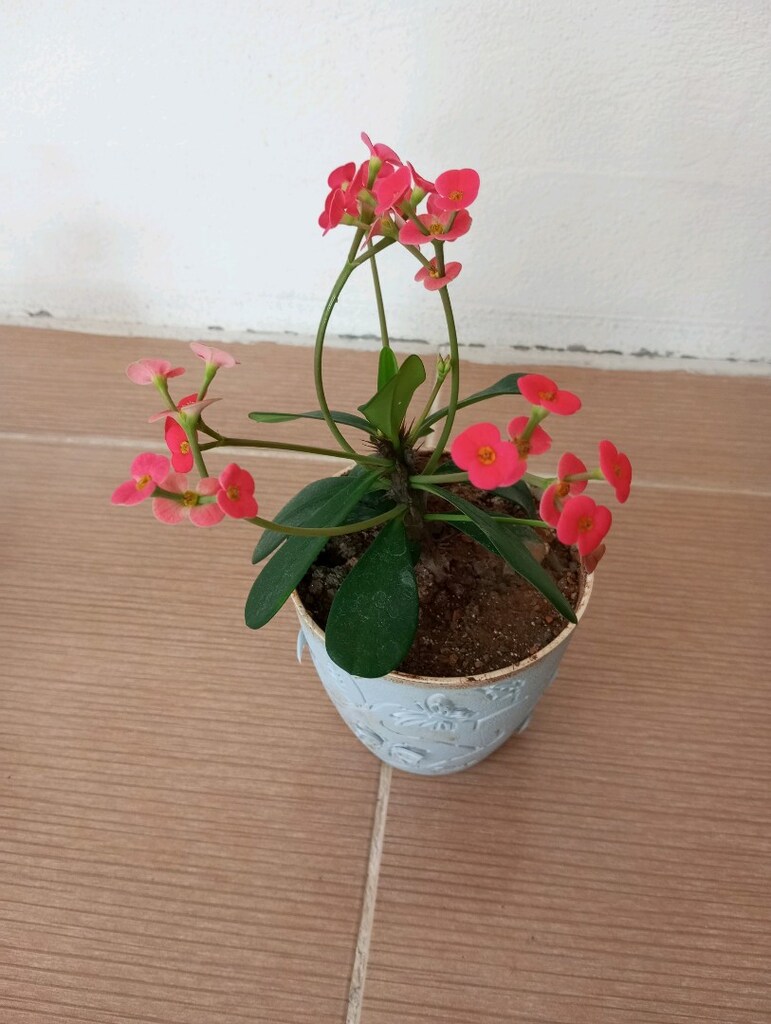 çiçek - 2