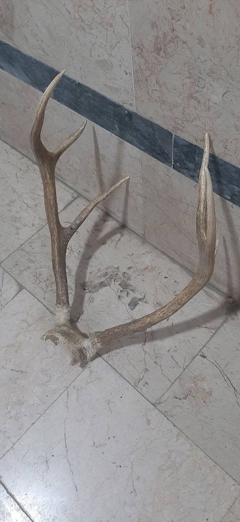 geyik boynuzu - 3