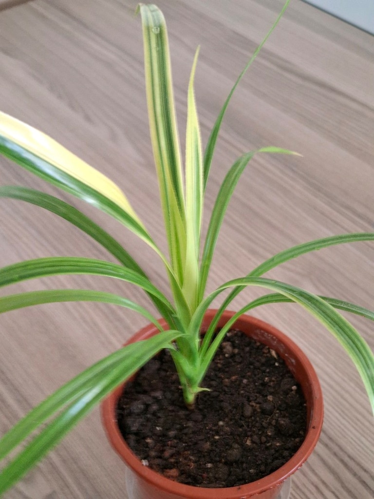 canlı çiçekler ( ikisi 250₺) - 5