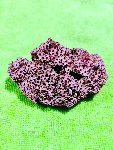 HAKİKİ DOĞAL KIRMIZI MERCAN (35gr)