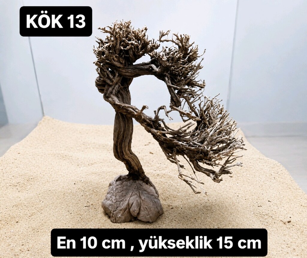 Moss ağacı - 12