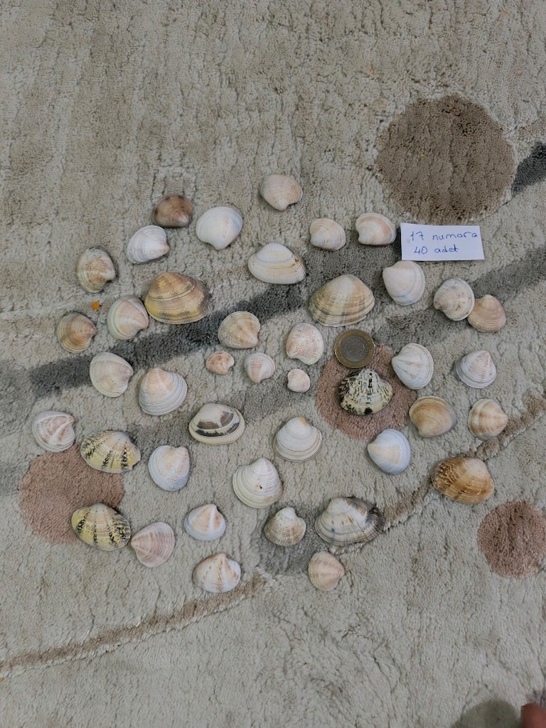 doğal Deniz kabukları - 18