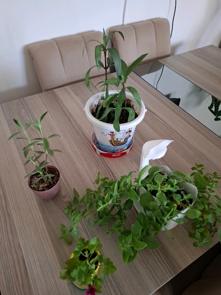 Canlı çiçekler ( hepsi 350₺ ) - 10