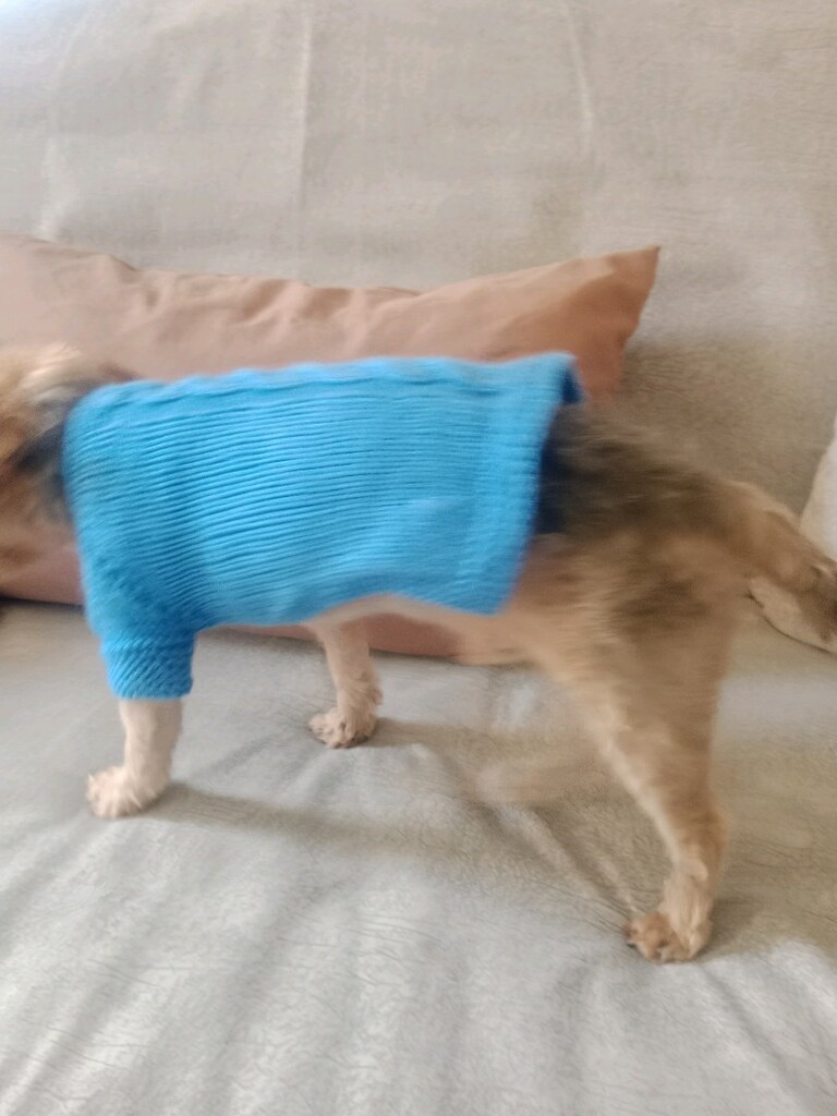 Köpek giyisisi S beden - 9
