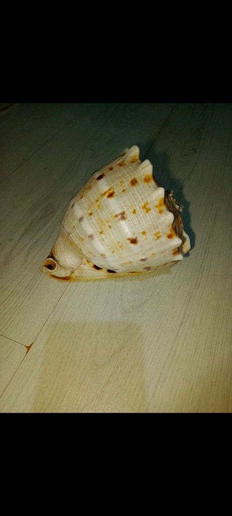 Cassius cornuta deniz kabuğu - 8