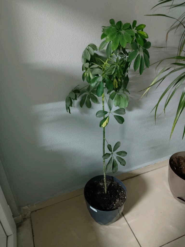 acil satılık salon çiçeği fiyatta yardımcı olurum - 4