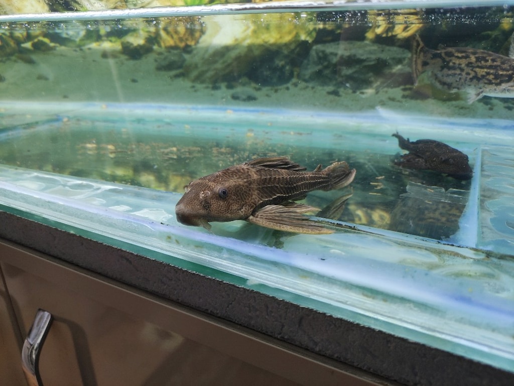 2 ADET ODUN KÖPEK BALIĞI 1 ADET LEOPAR VATOZ - 5