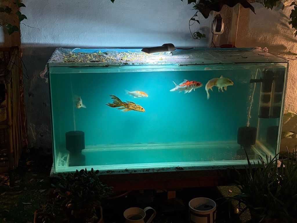 140cm akvaryum ve koi balıkları - 3