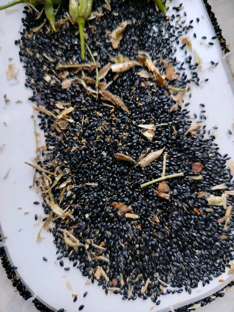 haseki küpe çiçeği tohumu - 2