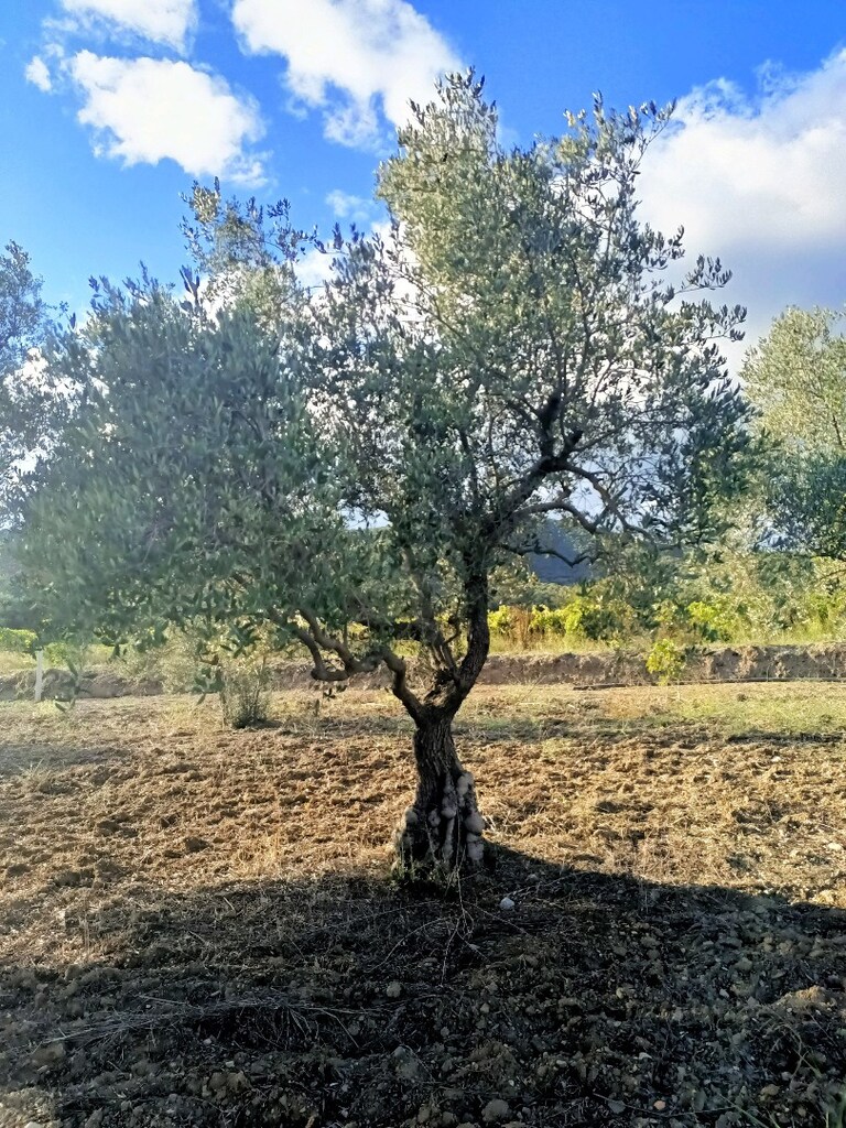 yıllanmış zeytin ağaçları satılık - 6