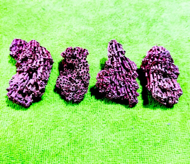 HAKİKİ DOĞAL KIRMIZI MERCAN 49 GR.4 PARÇA