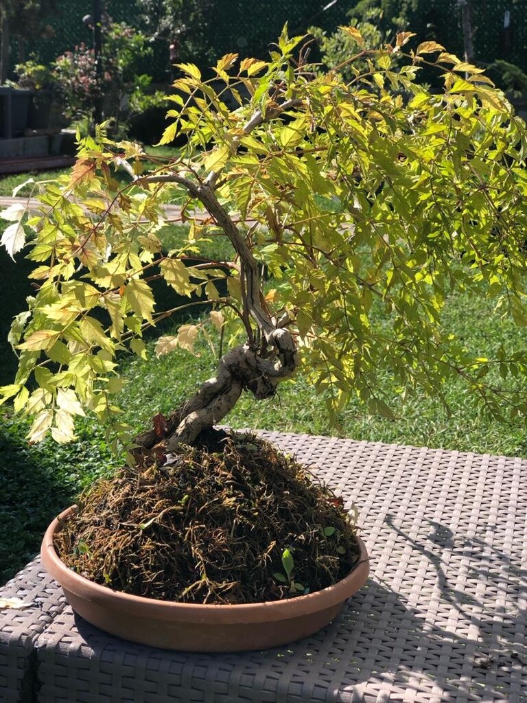 Mor Salkım Bonsai Bitkisi - 2