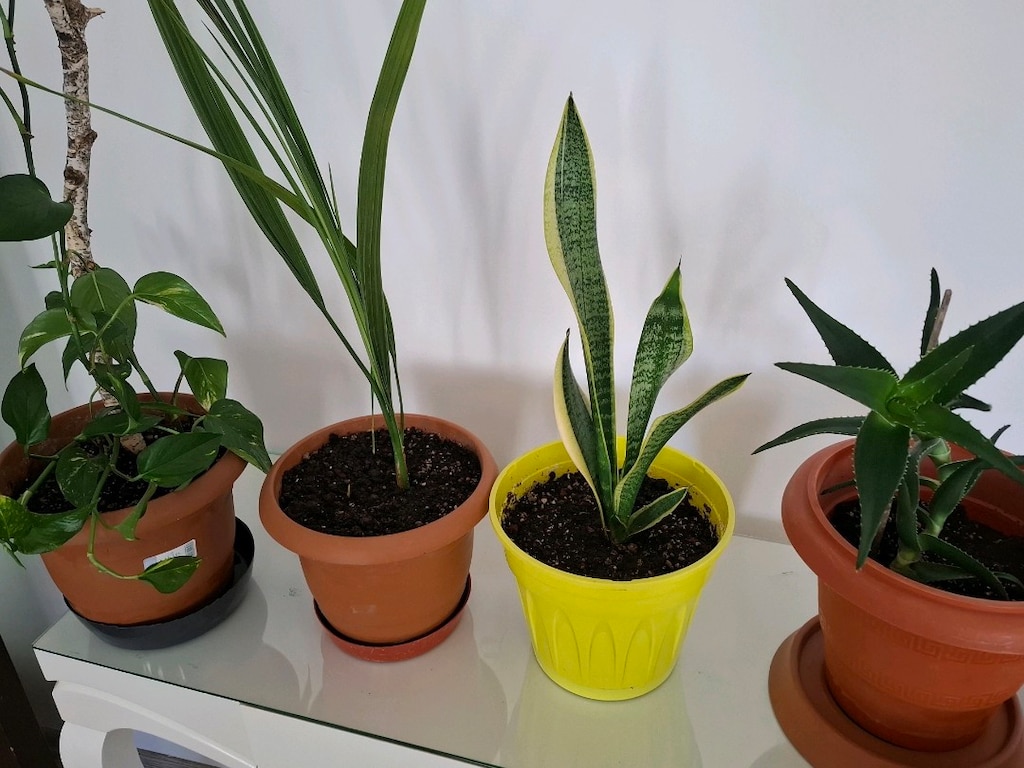 canlı çiçekler ( salon ,ofis balkon vs) - 7
