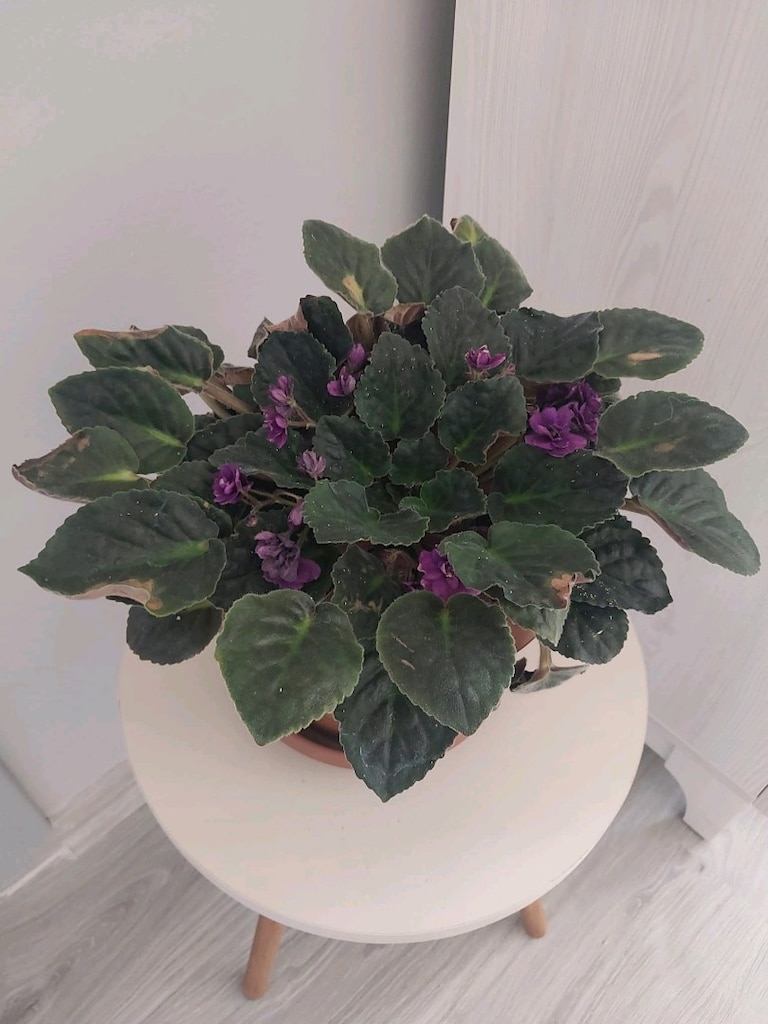 Magenta Menekşe - 2