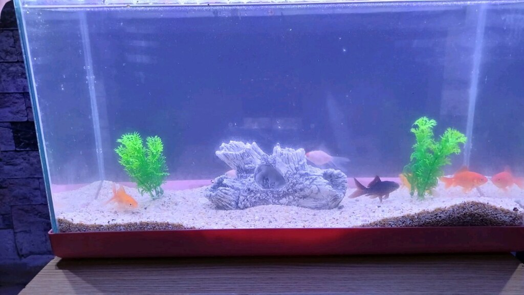 kurulu sıfır akvaryum - 5