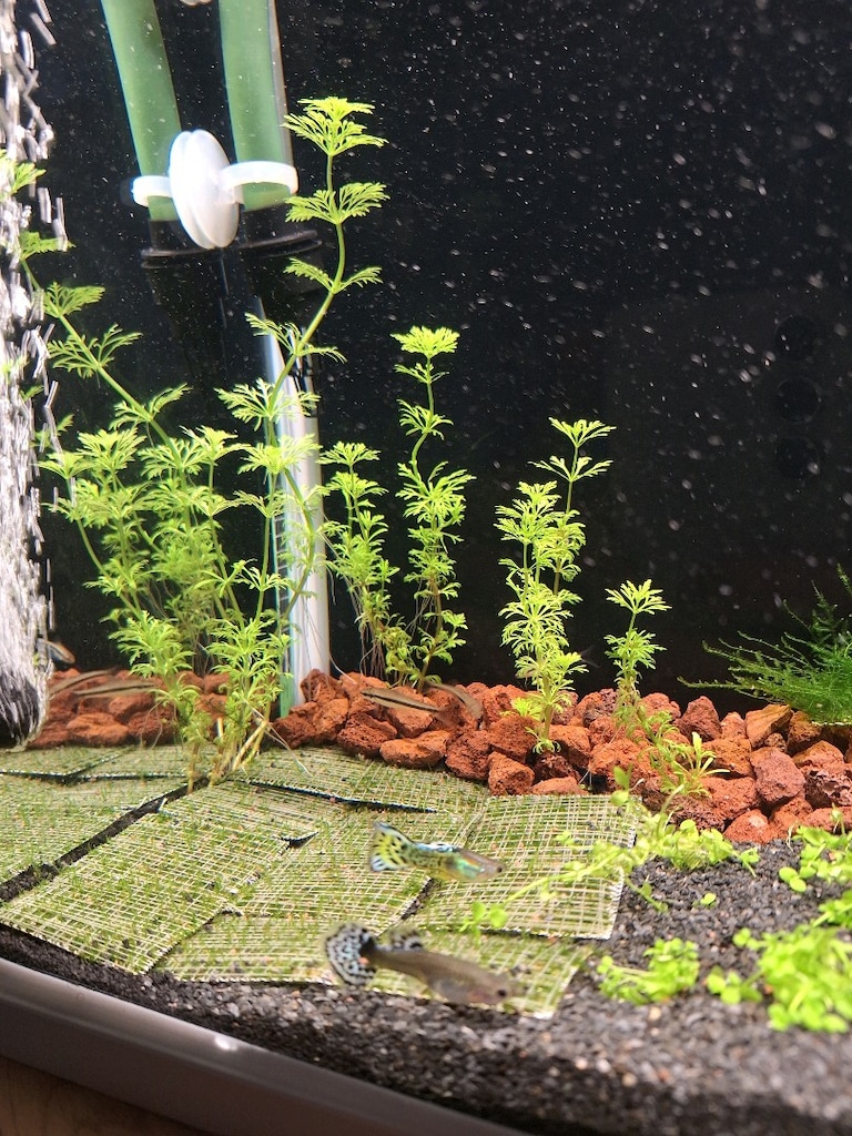 limnophila sessiliflora canlı bitki akvaryum - 3