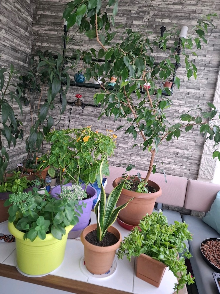 Toplu çiçekler ( 6 tane) - 8