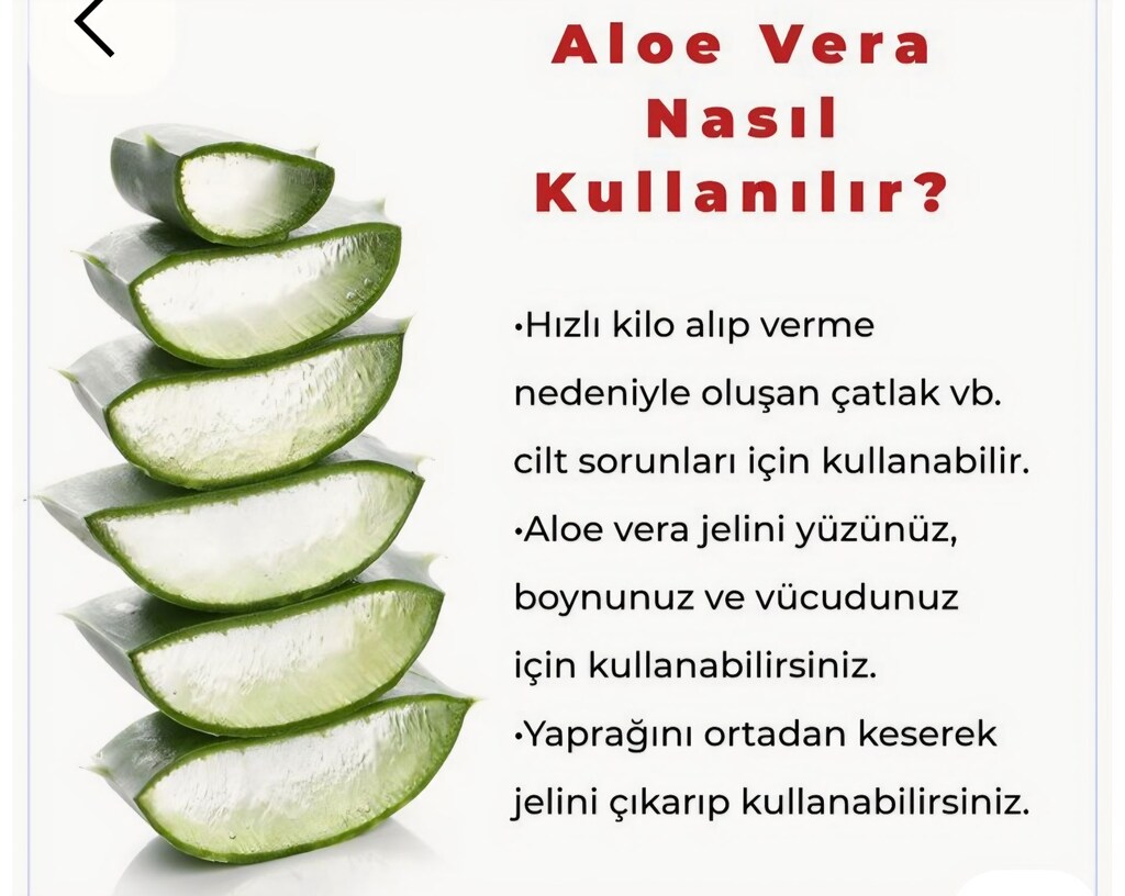 Meksika Cinsi Dev Aloe Vera Yaprağı - 4