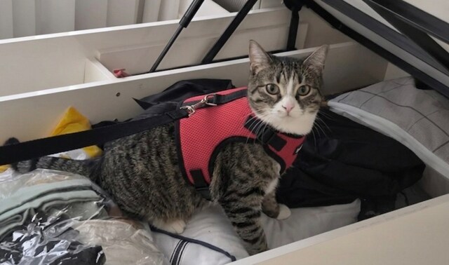 KEDİ VÜCUT TASMASI (AFET VE YÜRÜYÜŞ İÇİN)