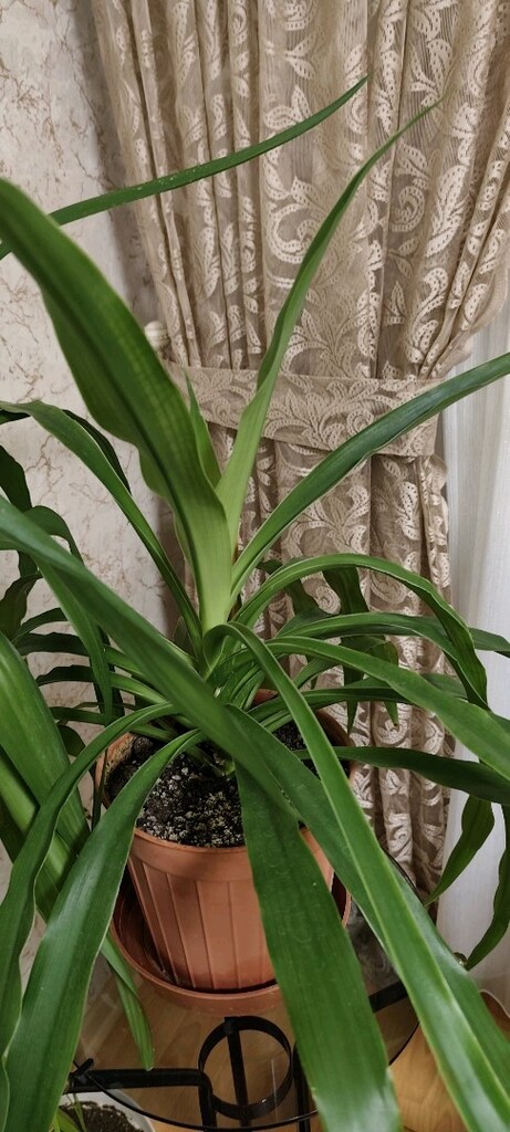 PANDANUS ÇİÇEĞİ - 2