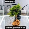 Mosslu ağaç çesitleri - 10