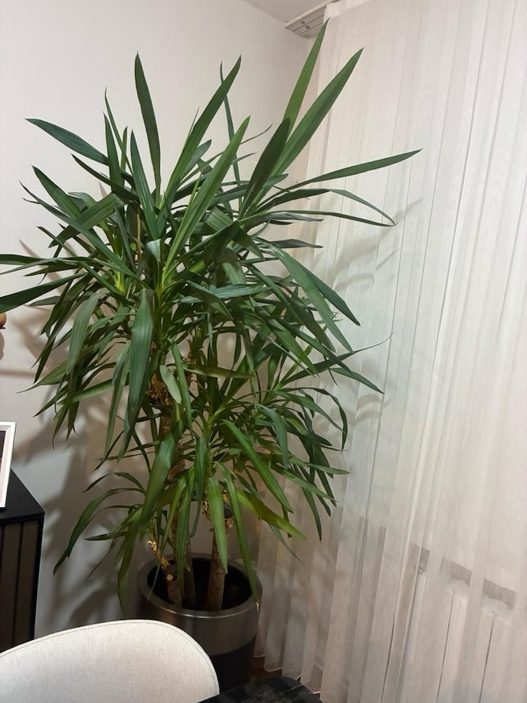 Yuka bitkisi (yucca) - 3