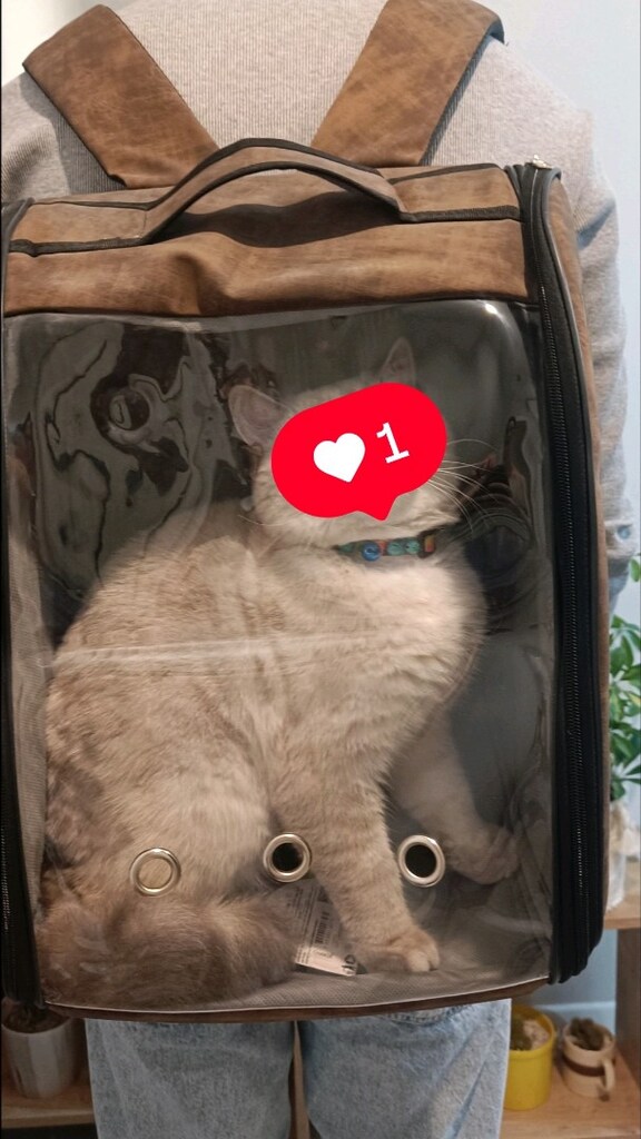 kedi çantası
