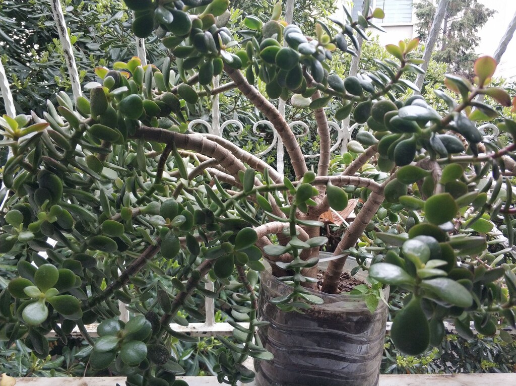 PARA ÇİÇEĞİ - CRASSULA OVATA - YEŞİM AĞACI