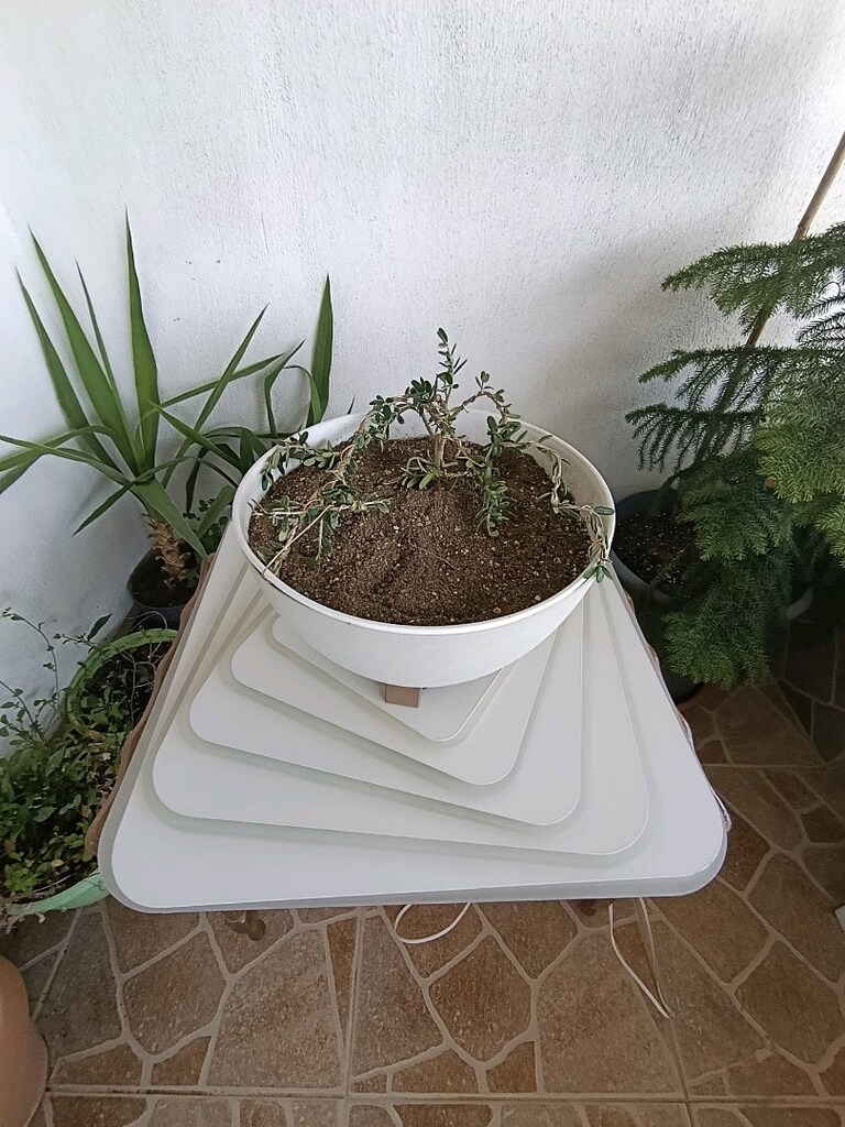 bonsai - 5