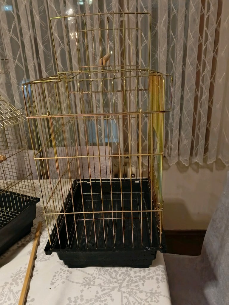 papapan kafesi - 3