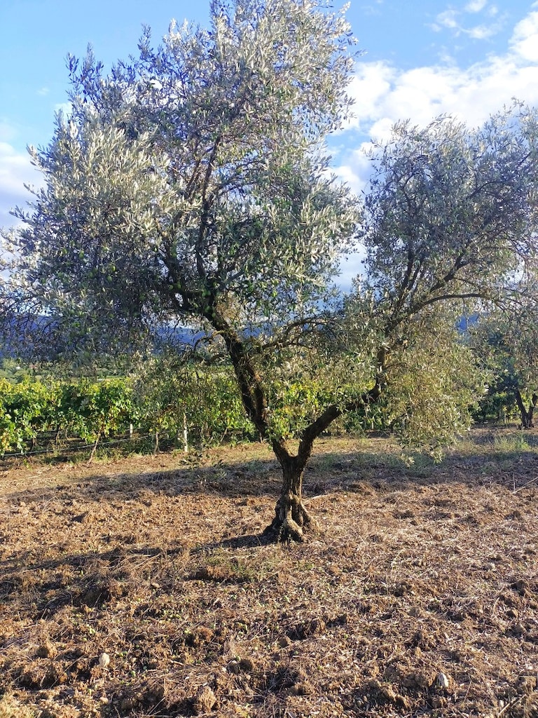 yıllanmış zeytin ağaçları satılık - 8