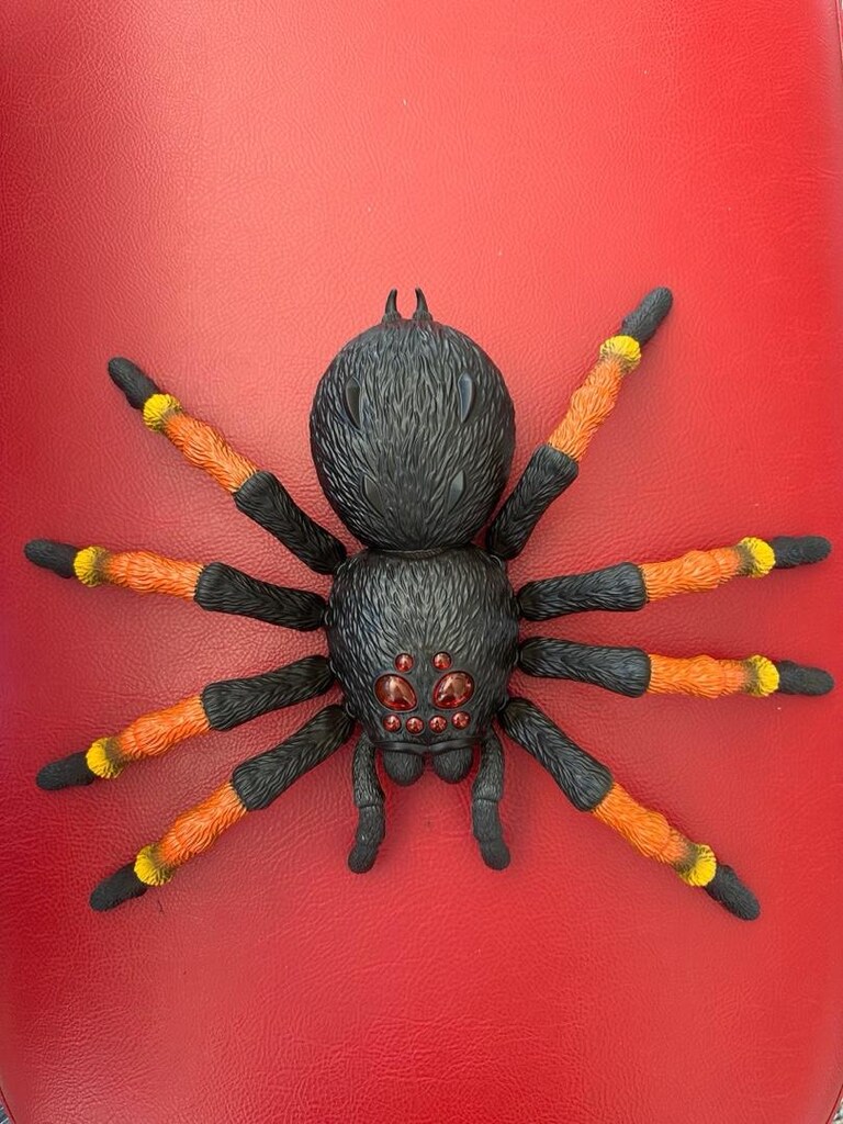 Tarantula Örümcek - 2