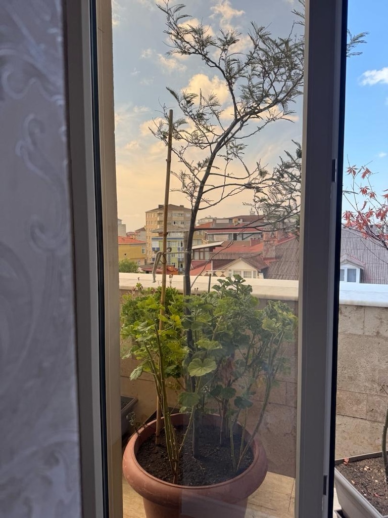 mimoza ağacı
