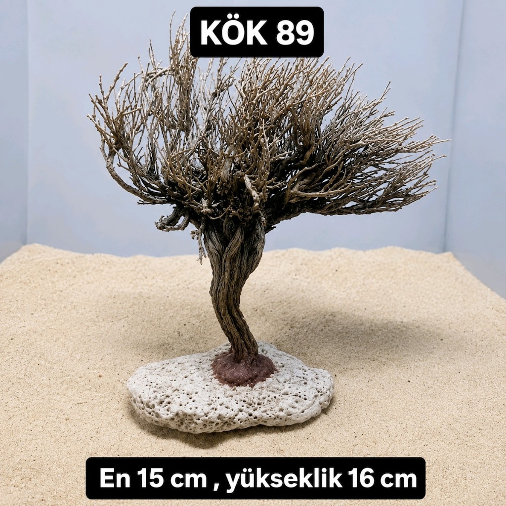 Moss ağacı - 5