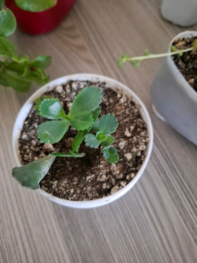 hepsi 100₺ 6 adet canlı çiçek - 8