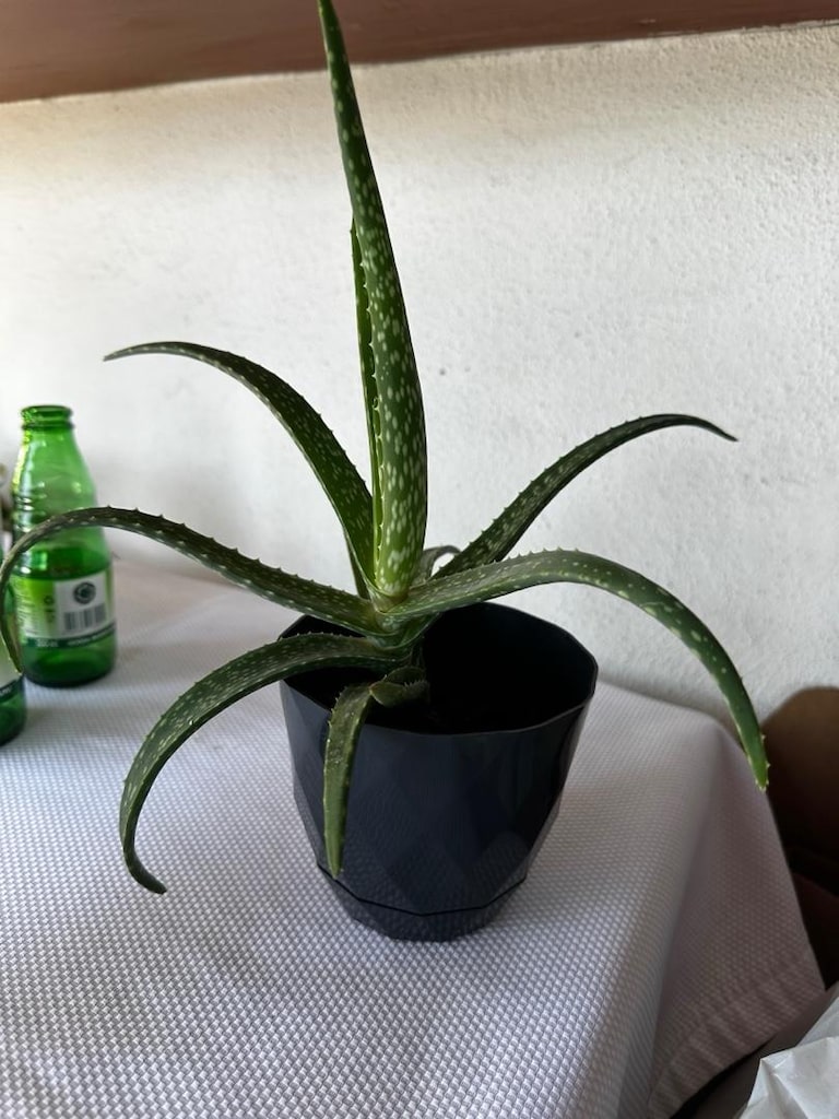 sukulent ve Aloe vera - 3