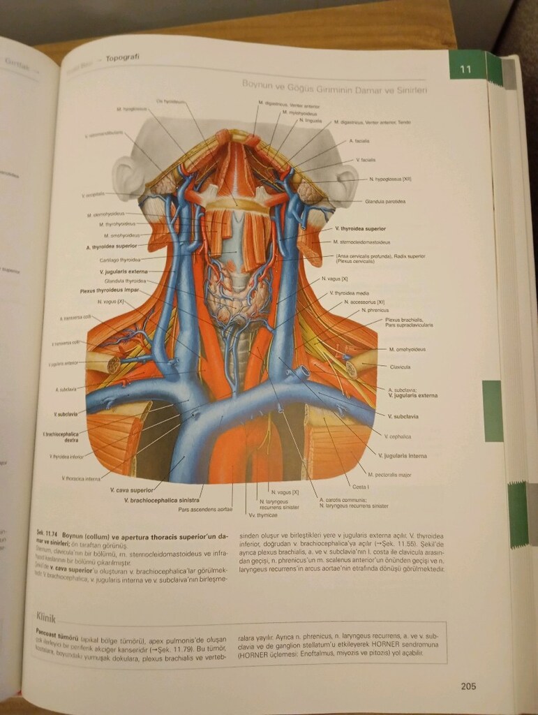 Sobotta İnsan Anatomisi Atlası - 3