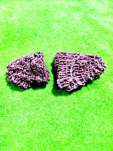 Hakiki Doğal Kırmızı Mercan 42gr (2 parça)