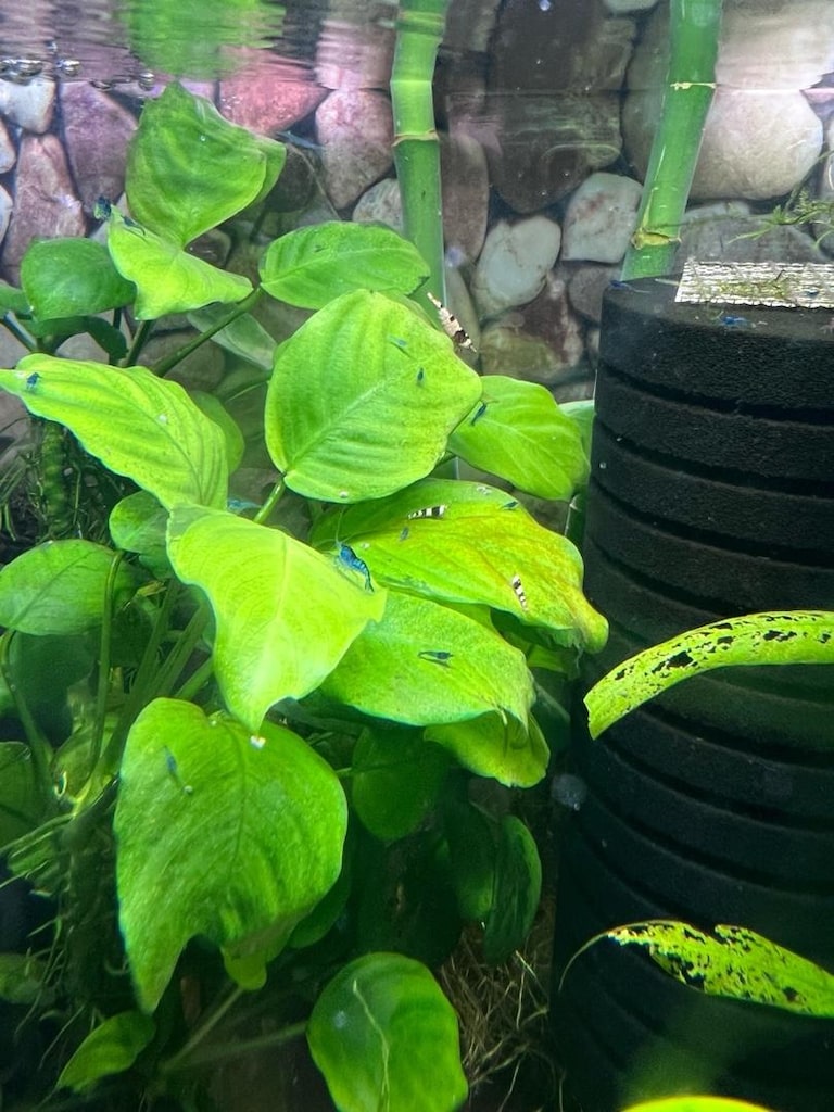 Caridina Neocaridina Akvaryumu - 3