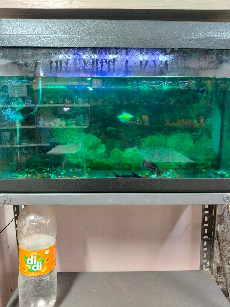 akvaryum - 2