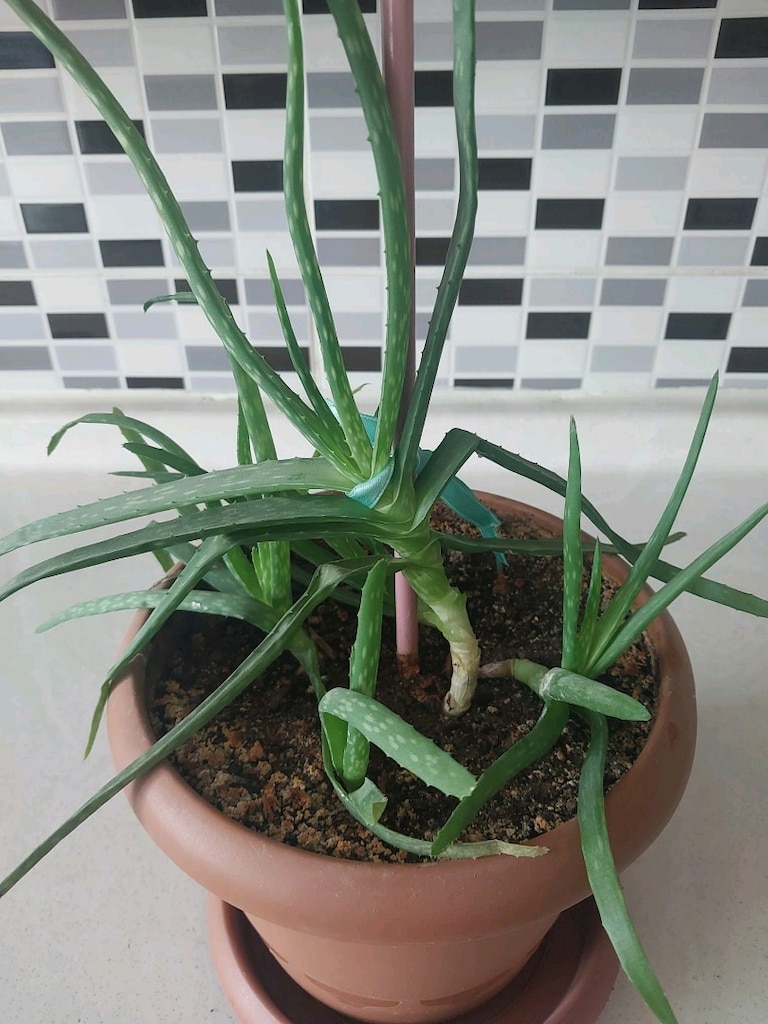 Aloe Vera - 7