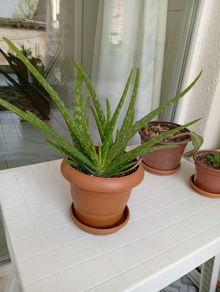 Aloevera çiçeği - 3