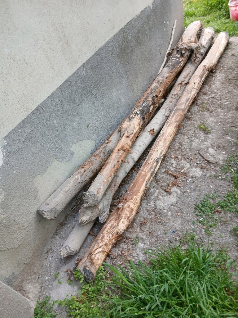 Kavak tomruk - 2