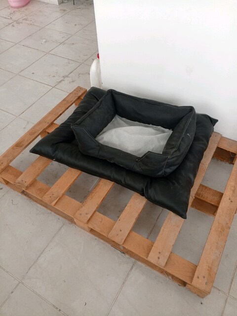 köpek yatğı
