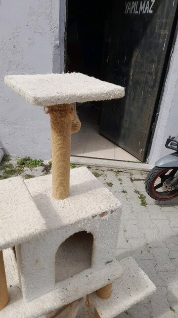 kedi oyun evi